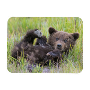 Niedliche Kleintiere   Baby Brown Bear Cube Magnet