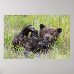 Niedliche Kleintiere   Baby Brown Bear Cube Poster