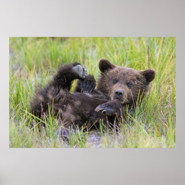 Niedliche Kleintiere | Baby Brown Bear Cube Poster (Vorne)