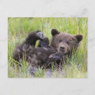 Niedliche Kleintiere   Baby Brown Bear Cube Postkarte