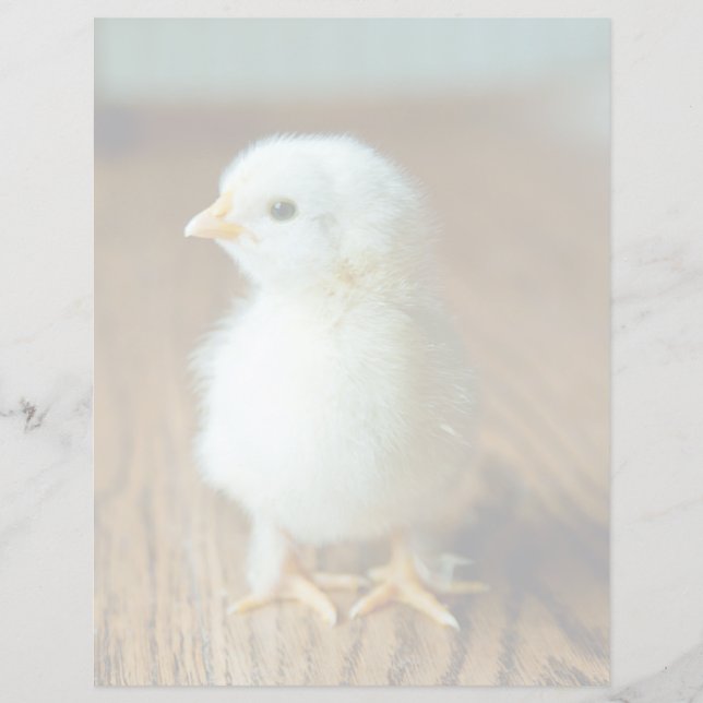 Niedliche Kleintiere | Baby Chick (Vorderseite)