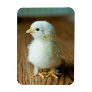 Niedliche Kleintiere Baby Chick Magnet