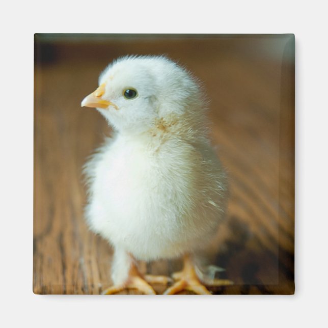 Niedliche Kleintiere | Baby Chick Magnet (Vorne)