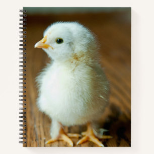 Niedliche Kleintiere Baby Chick Notizbuch