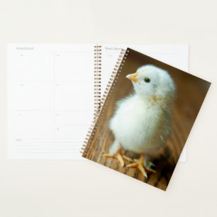 Niedliche Kleintiere Baby Chick Planer