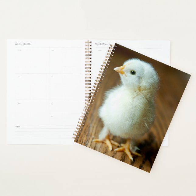 Niedliche Kleintiere | Baby Chick Planer (Anzeige)