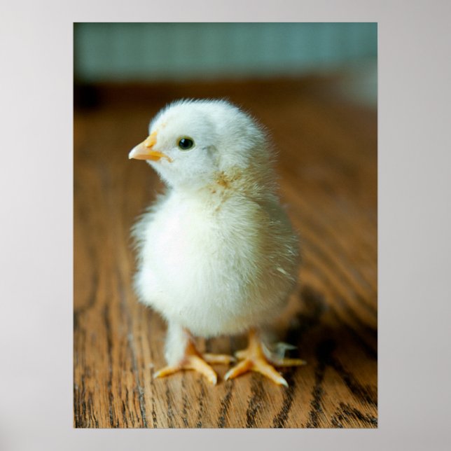 Niedliche Kleintiere | Baby Chick Poster (Vorne)