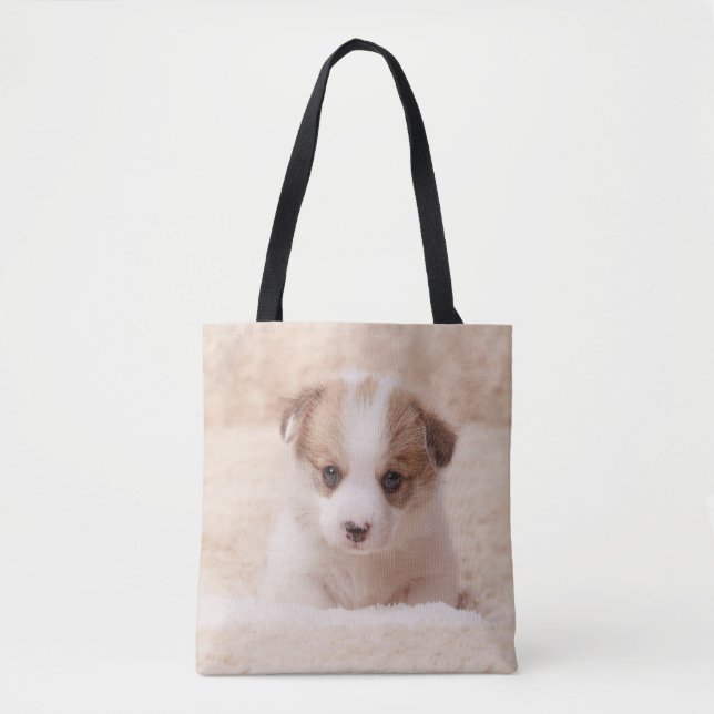 Niedliche Kleintiere | Baby Corgi (Vorderseite)