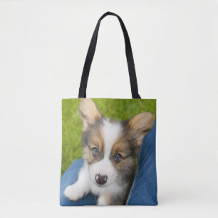 Niedliche Kleintiere Baby Corgi in My Lap