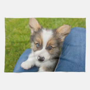 Niedliche Kleintiere   Baby Corgi in My Lap Geschirrtuch