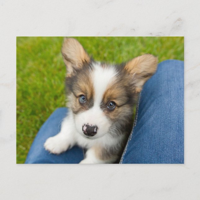 Niedliche Kleintiere | Baby Corgi in My Lap Postkarte (Vorderseite)