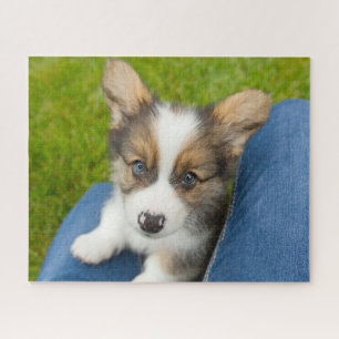 Niedliche Kleintiere   Baby Corgi in My Lap Puzzle