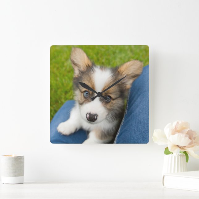 Niedliche Kleintiere | Baby Corgi in My Lap Quadratische Wanduhr (Zuhause)