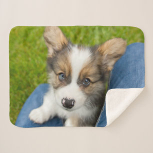Niedliche Kleintiere   Baby Corgi in My Lap Sherpadecke