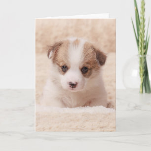 Niedliche Kleintiere   Baby Corgi Karte