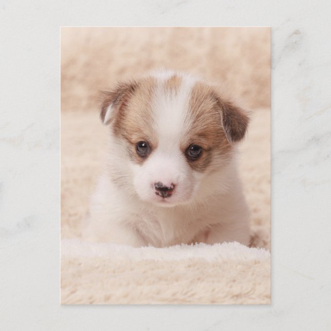 Niedliche Kleintiere | Baby Corgi Postkarte (Vorderseite)