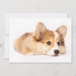 Niedliche Kleintiere   Baby Corgi Puppy Portrait Dankeskarte