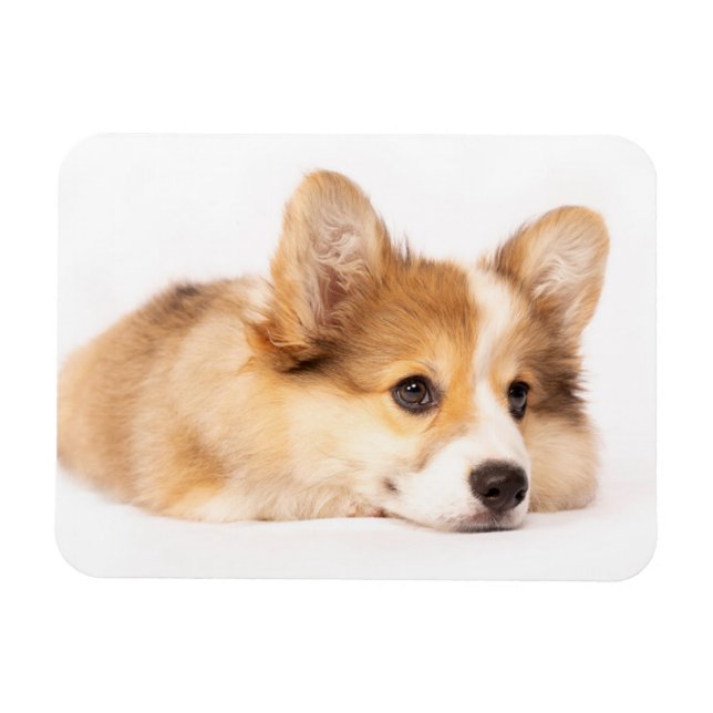 Niedliche Kleintiere | Baby Corgi Puppy Portrait Magnet (Horizontal)