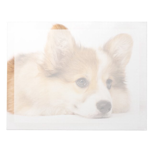 Niedliche Kleintiere | Baby Corgi Puppy Portrait Notizblock (Vorderseite)