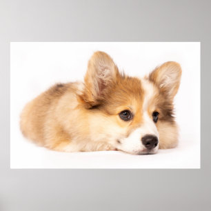Niedliche Kleintiere   Baby Corgi Puppy Portrait Poster
