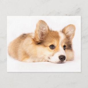Niedliche Kleintiere Baby Corgi Puppy Portrait Postkarte