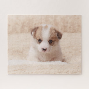 Niedliche Kleintiere   Baby Corgi Puzzle
