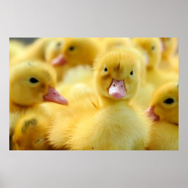 Niedliche Kleintiere | Baby Duck Group Poster (Vorne)