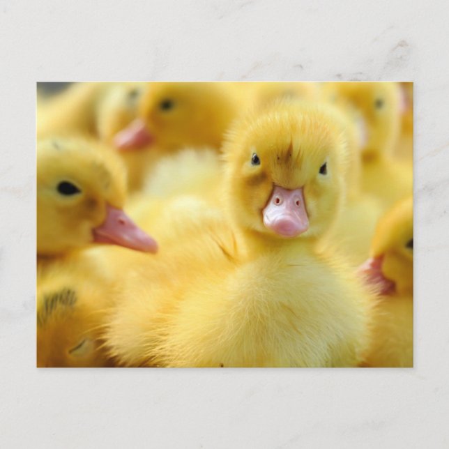 Niedliche Kleintiere | Baby Duck Group Postkarte (Vorderseite)