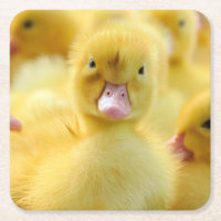 Niedliche Kleintiere | Baby Duck Group