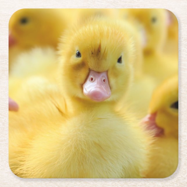 Niedliche Kleintiere | Baby Duck Group Rechteckiger Pappuntersetzer (Vorderseite)