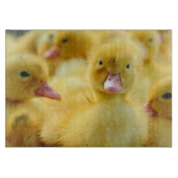 Niedliche Kleintiere | Baby Duck Group