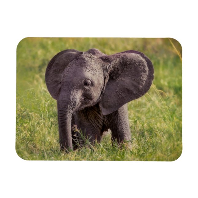 Niedliche Kleintiere | Baby Elephant Kenya Africa Magnet (Horizontal)