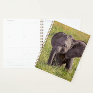 Niedliche Kleintiere Baby Elephant Kenya Africa Planer