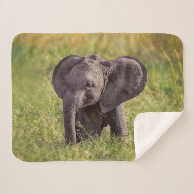 Niedliche Kleintiere | Baby Elephant Kenya Africa Sherpadecke (Vorderseite (Horizontal))