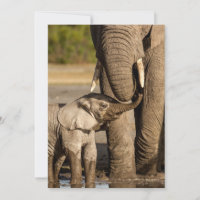 Niedliche Kleintiere | Baby Elephant & Mama