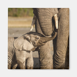 Niedliche Kleintiere   Baby Elephant & Mama Magnet