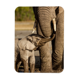 Niedliche Kleintiere   Baby Elephant & Mama Magnet
