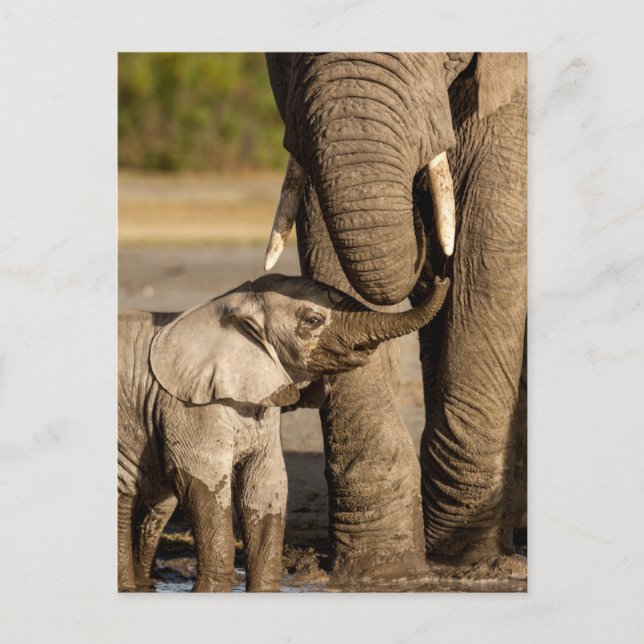 Niedliche Kleintiere | Baby Elephant & Mama Postkarte (Vorderseite)