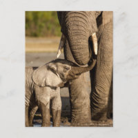 Niedliche Kleintiere | Baby Elephant & Mama