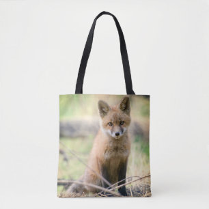 Niedliche Kleintiere   Baby Fox