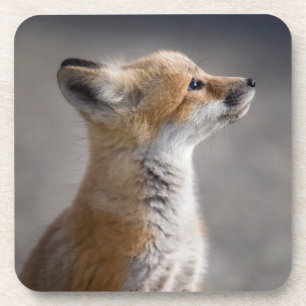 Niedliche Kleintiere Baby Fox Portrait Getränkeuntersetzer