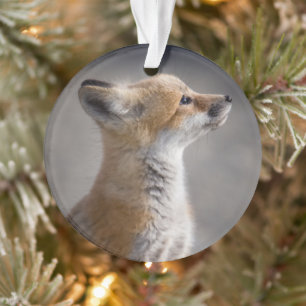 Niedliche Kleintiere Baby Fox Portrait Ornament