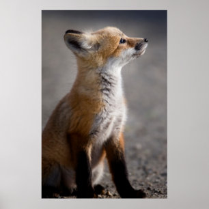 Niedliche Kleintiere   Baby Fox Portrait Poster