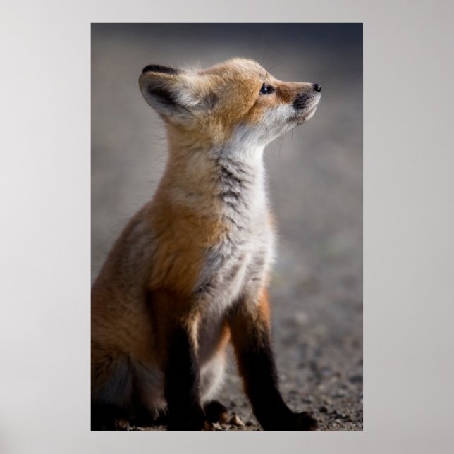 Niedliche Kleintiere | Baby Fox Portrait Poster (Vorne)