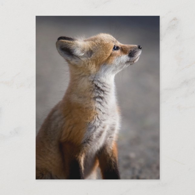 Niedliche Kleintiere | Baby Fox Portrait Postkarte (Vorderseite)