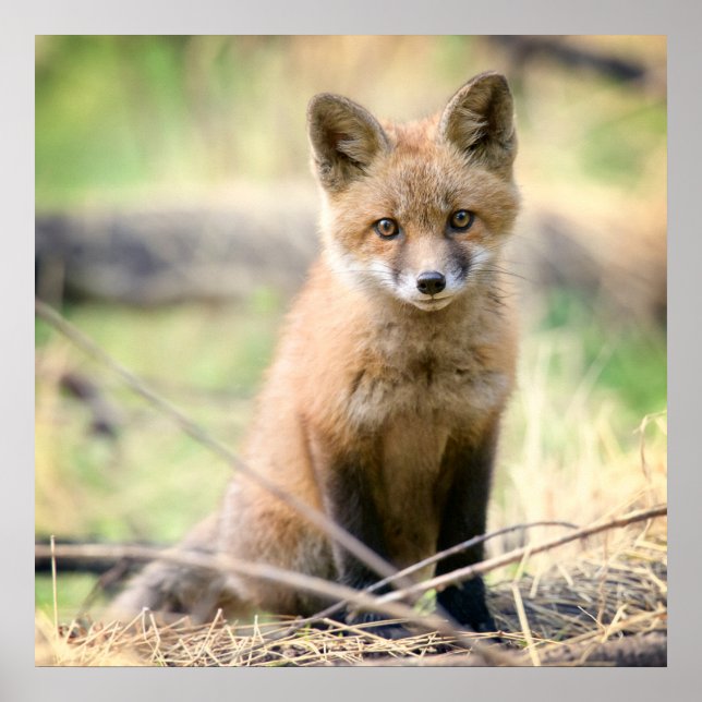 Niedliche Kleintiere | Baby Fox Poster (Vorne)