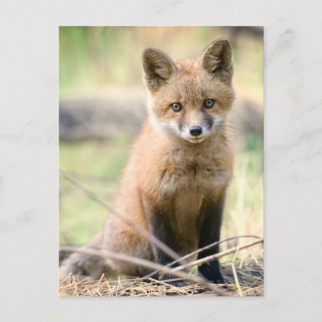Niedliche Kleintiere | Baby Fox Postkarte (Vorderseite)