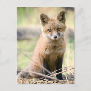Niedliche Kleintiere   Baby Fox Postkarte