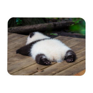 Niedliche Kleintiere   Baby Giant Panda Schlafen Magnet