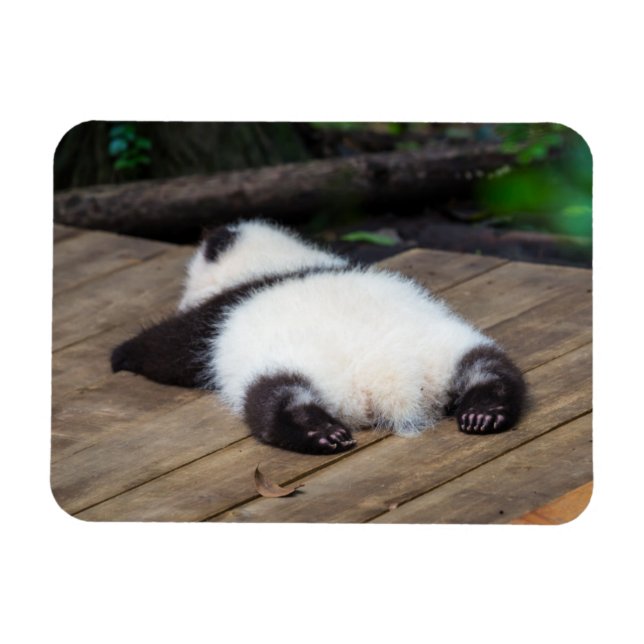 Niedliche Kleintiere | Baby Giant Panda Schlafen Magnet (Horizontal)